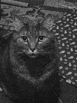 A thumbnail of an image of baxter looking at the camera as it is pointing down at him.