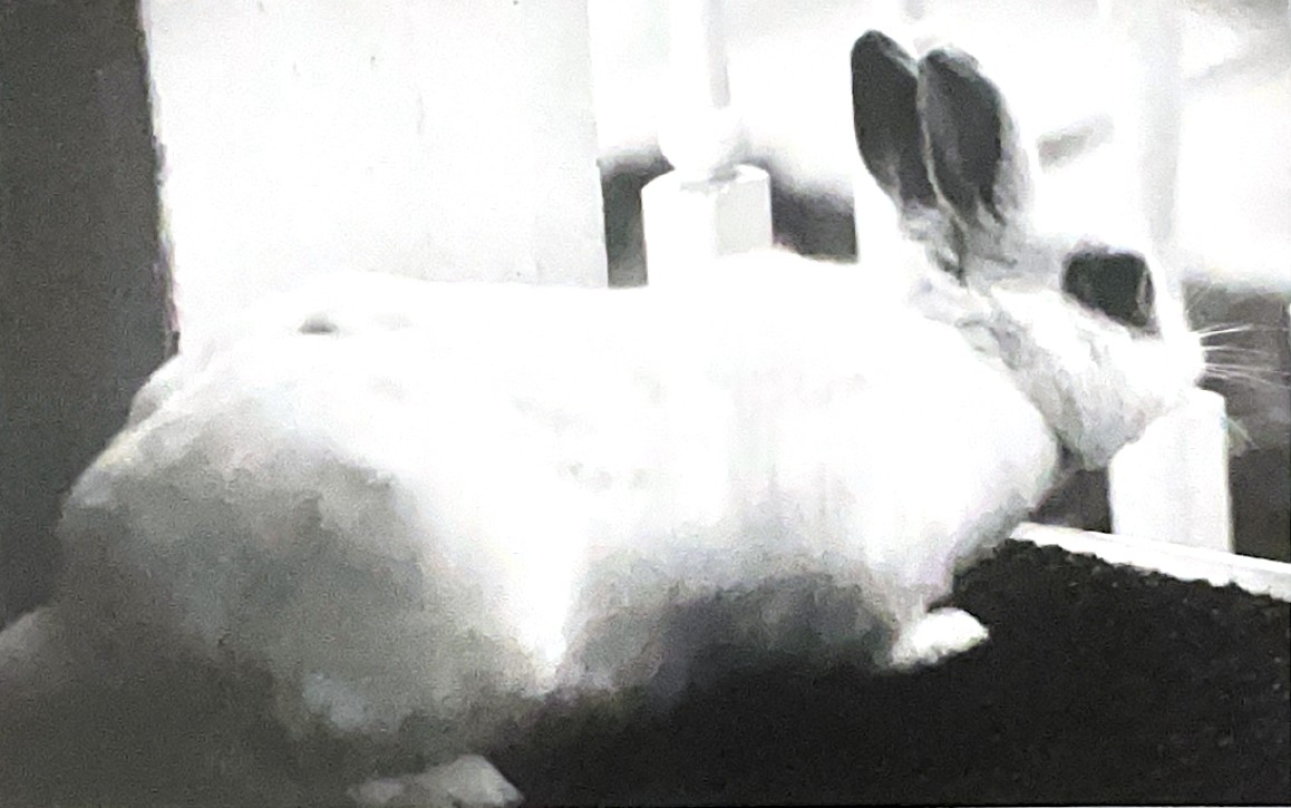 a black and white photo of a white dwarf rabbit looking off of a front porch towards the world around him