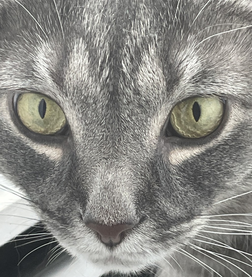 a grey and white cat face with black markings looking directly into the camera. the pupils are slit as it is bright