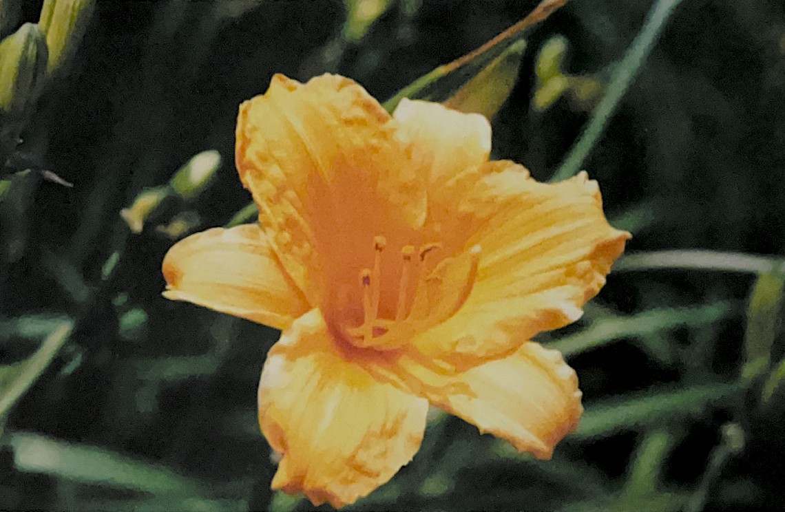 a flower orange like a warm sunset is captured on a 35mm film print. the flower has a deep inner center with pedals extending up and outwards. in the deep center part, stems extend that help polinators do their job and collect pollen