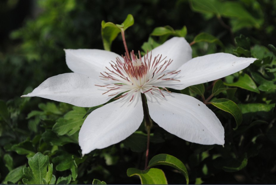 a beautiful white flower is the center of the photograph. it shows of beautiful parts of itself that are essential for polinators such as bees and butterflies