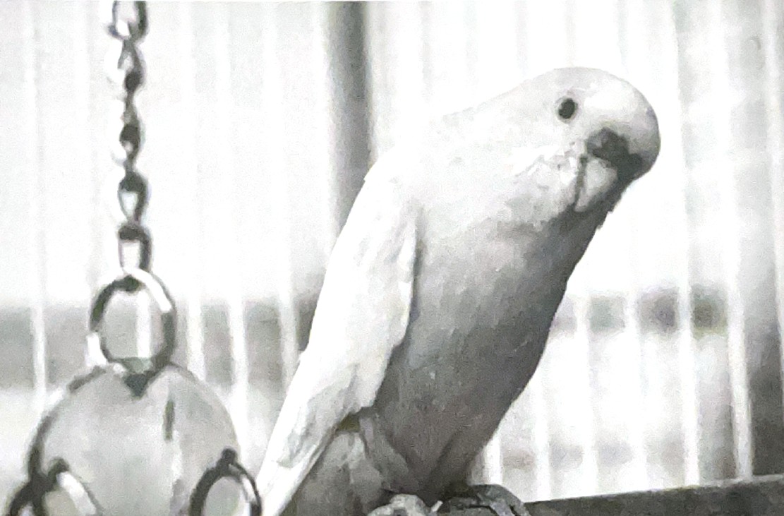 a photo of a yellow parakeet caputre on black and white film. the bird is in an enclosure, and the crooked tilt of the head and beak suggest she may be curious about the camera that is taking a picture of her