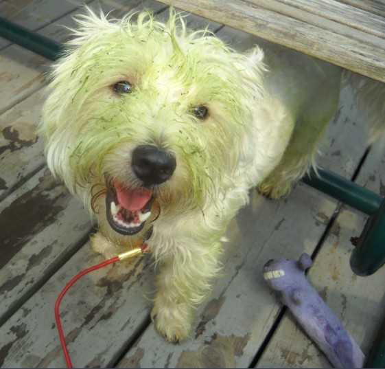 a west highland white terrier looks at the camera. his face is covered in the green of freshly cut grass, as he loved rolling and rubbing his face in the grass after it was cut. the terrier has a face that can only described as pure happiness, so joyful and proud of himself he is