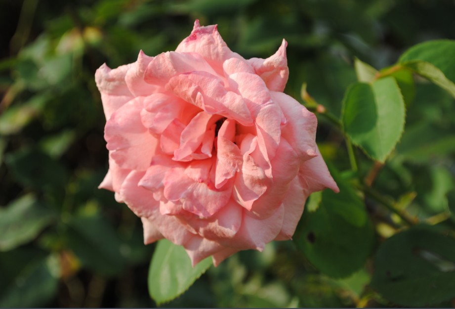 a pink rose captured on a digital slr. the color is vibrant, the flower is the star of the portrait