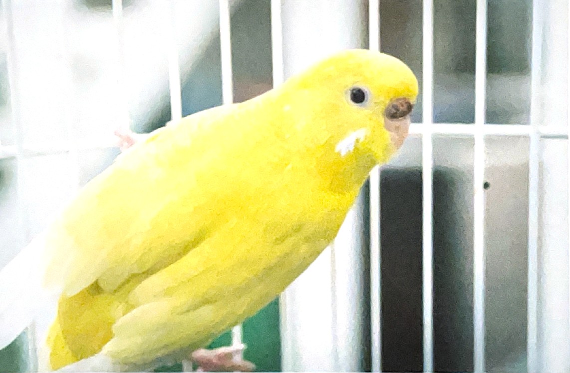 a yellow parakeet hangs on the side of her cage, the position of her beak suggests she is aware of the camera pointed towards her