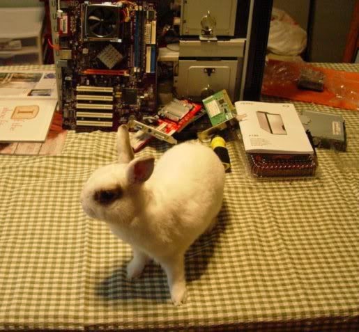 a photo of a white dwarf rabbit on a table in front of computer equipment