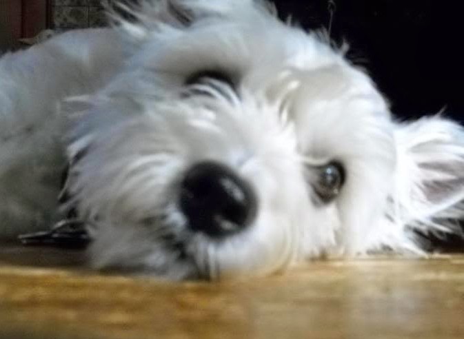 a white west highlang white terrier relaxes on a cool wooden floor in the summer. the sunlight gives her just the right amount of warmth as she looks contently at the camera