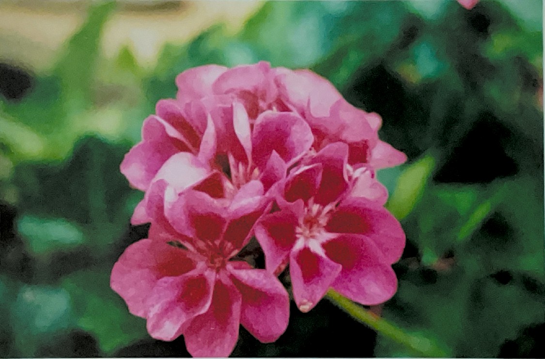 a vibrant mix of deep and bright pink make up this photo of multiple small flowers. special attention has been made to focus on them by blurring their background, making them front and center for this
					picture