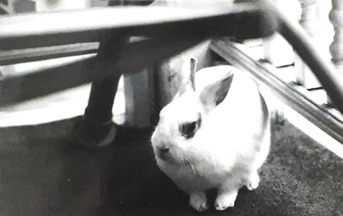 a photo of a white dwarf rabbit captured on black and white film. the rabbit is sitting under a chair, and surveys his surroundings, as he is outside and is taking in much about the world around him